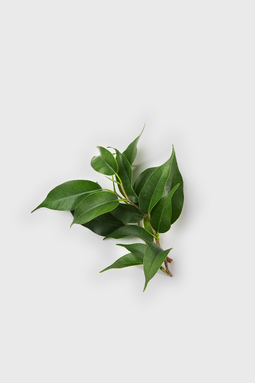 Green Tea Leaf Extract